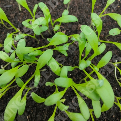 Picture of Cress Broad Leaved